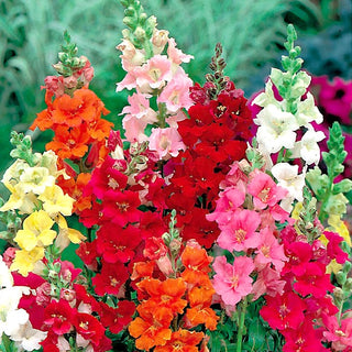 Snapdragon Trumpet Serenade - Trumpet Flowers, Extra Beautiful and Colourful - Antirrhinum majus nanum - Premium Seeds