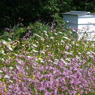 Miscuglio mellifera di piante annuali e perenni per terreni umidi - Fiori attrattivi per insetti ideali per terreni umidi - Busta Gigante - 1 kg - Semi Premium