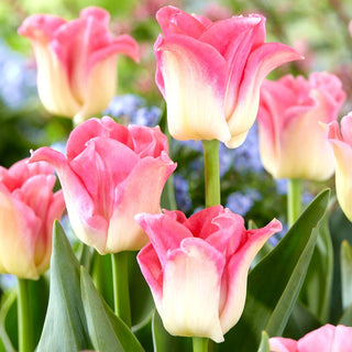 Tulipano - Crown of Dynasty - Tulipa - Elegante decorazione per terrazzo e balcone - 5 bulbi