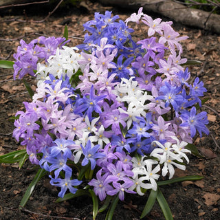 Chionodoxa luciliae - Mix - Meraviglie in miniatura in ogni angolo - 10 bulbi