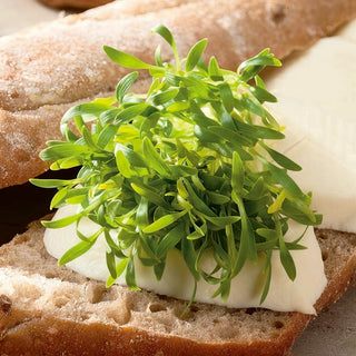 Semi per germogli - Coriandolo - Germogli aromatici che favoriscono la digestione - Coriandrum sativum - Semi Premium