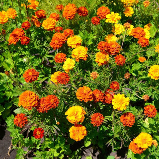 Tagete patula - Miscuglio - Richiamo colorato per farfalle e api - Tagetes patula - Busta Gigante - 1 kg