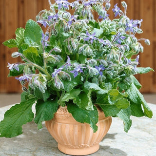 BIO Borragine - Bella e utile pianta mellifera - Borago officinalis - Semi Premium