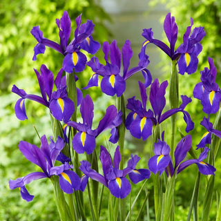 Iris hollandica - Discovery Purple - Colore unico dal fascino duraturo - 10 bulbi