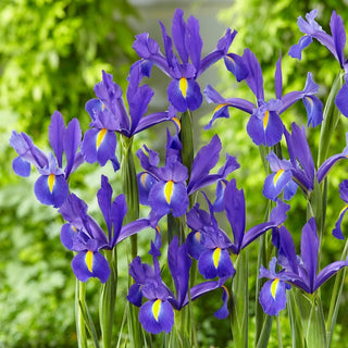 Iris hollandica - Discovery - Eleganza raffinata in due colori - 10 bulbi