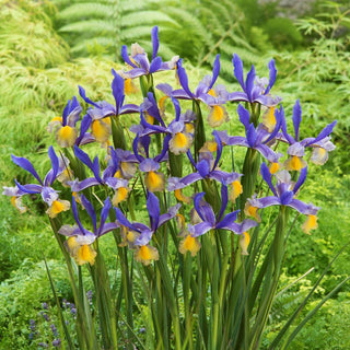 Iris hollandica - Miss Saigon - Gioiello viola e giallo per il giardino - 10 bulbi