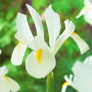 Iris hollandica - White van Vliet - Ideale per giardini rocciosi - 10 bulbi