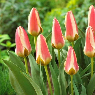 Tulipano - Tarafa - Tulipa - Fioritura prolungata con fiori doppi - 5 bulbi