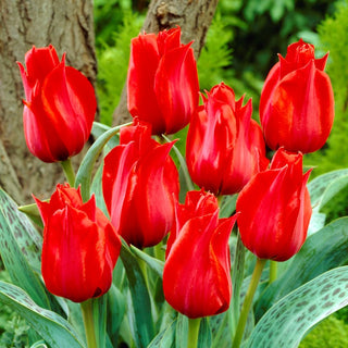 Tulipano - Julius Caesar - Tulipa - Spettacolare successo primaverile da aiuola - 5 bulbi