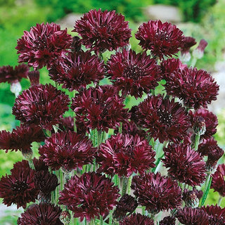 Fiordaliso Nero - Raro fiordaliso nero - Centaurea cyanus - Semi Premium