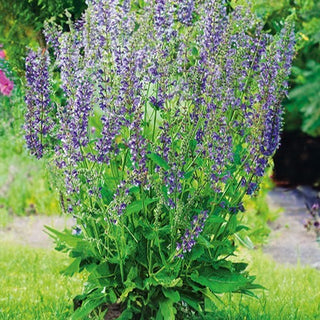 Salvia dei Prati - Perennemente ornamentale e mellifera per prati e aiuole - Salvia pratensis
