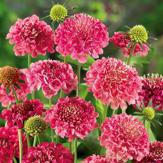 Scabiosa atropurpurea - Rosa - Tocco romantico per le aiuole - Scabiosa atropurpurea - Semi Premium