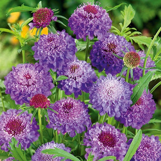 Scabiosa atropurpurea - Viola - Attira lo sguardo e le farfalle - Scabiosa atropurpurea - Semi Premium
