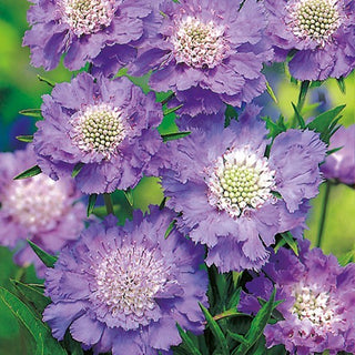 Scabiosa del Caucaso - Blu - Decorazione per giardino e prato fiorito - Scabiosa caucasica - Semi Premium