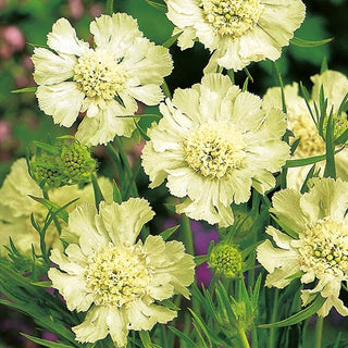 Scabiosa del Caucaso - Bianco - Tocco elegante tra le perenni - Scabiosa caucasica - Semi Premium