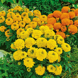 Tagete erecta Nana - Cupido Miscuglio - Mix colorato - successo per aiuole - Tagetes erecta