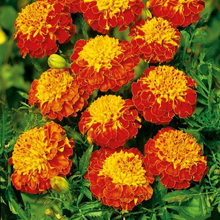 Tagete - Panther - Accento colorato nel tuo giardino - Tagetes patula