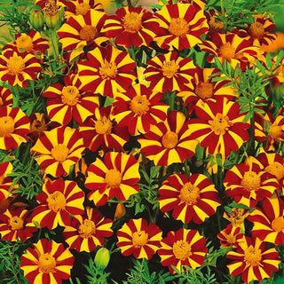 Tagete - Court Jester - Fioritura lunga e abbondante - Tagetes patula