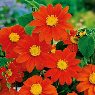 Girasole Messicano - Red Torch - Accento colorato che attira gli insetti - Tithonia rotundifolia - Semi Premium