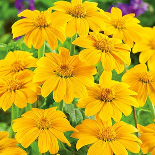 Girasole Messicano - Yellow Torch - Alta e imponente con fitti cespugli - Tithonia rotundifolia - Semi Premium
