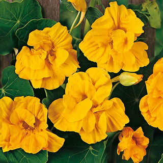 Nasturzio Grande - Golden Gleam - A fioritura prolungata, perfetta per cestini - Tropaeolum majus