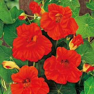Nasturzio Grande - Scarlet Gleam - Fiori pieni rampicanti vivaci - Tropaeolum majus