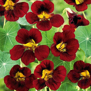 Nasturzio Nano - Black Velvet - Splendido contrasto tra fiori e foglie - Tropaeolum majus var. nanum