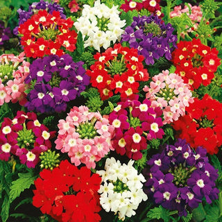 Verbena da giardino - Sparkle - Bassa e compatta ideale per cassette - Verbena hybrida