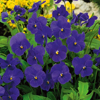 Viola cornuta - Admiration - Violetta dal fascino unico - Viola cornuta - Semi Premium