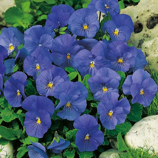 Viola cornuta - Blue Perfection - Toni rilassanti in giardino - Viola cornuta - Semi Premium
