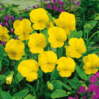 Viola cornuta - Yellow Perfection - Accento solare per le aiuole - Viola cornuta - Semi Premium