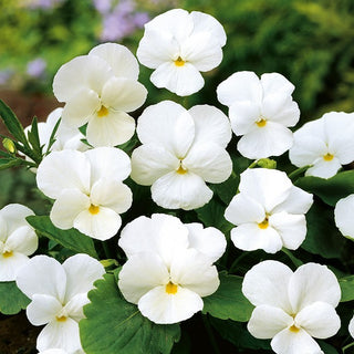 Viola cornuta - White Perfection - In bianco elegante - Viola cornuta - Semi Premium