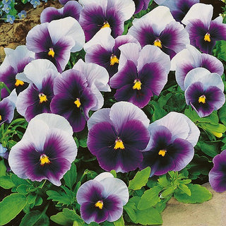 Viola del Pensiero - Super Beaconsfield - Decorazione universale per ogni balcone - Viola ×wittrockiana