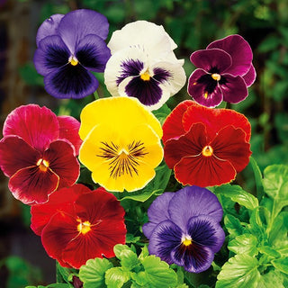 Viola del Pensiero - Hiemalis - Fioritura già da febbraio - Pansy - Hiemalis