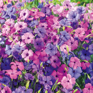Silene celirosa - Facile da coltivare, altamente decorativa - Silene coeli-rosa - Semi Premium