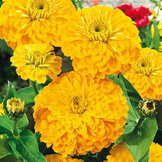 Zinnia fior di Dalia - Golden State - Fiori doppi di colore dorato - Zinnia elegans