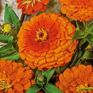 Zinnia fior di Dalia - Oriole - Tonalità arancione-giallo vivace - Zinnia elegans