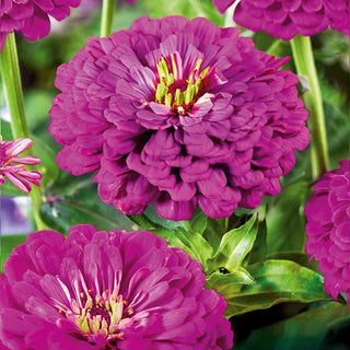 Zinnia fior di Dalia - Purple Prince - Accento vivace per bouquet - Zinnia elegans