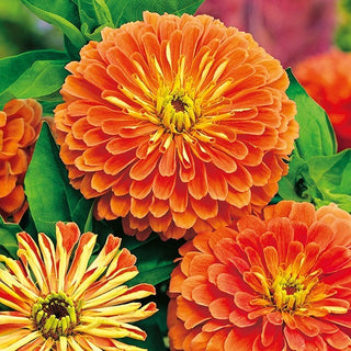 Zinnia fior di Dalia - Salmon Queen - Tonalità delicata e pastello dei fiori - Zinnia elegans