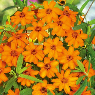 Zinnia haageana - Arancione - Bagliore solare in giardino - Zinnia angustifolia