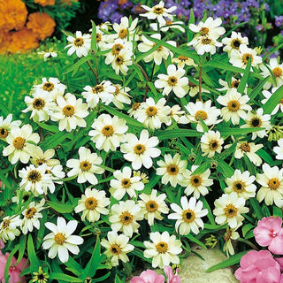 Zinnia haageana - Bianco - Fiori delicati dal colore candido - Zinnia angustifolia