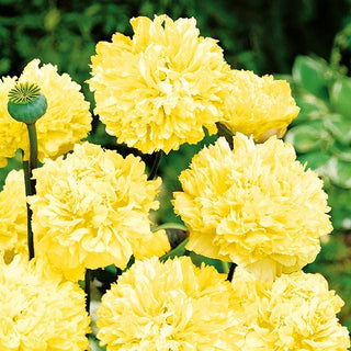 Papavero Fior di Peonia - Giallo - Decorazione dorata per aiuole - Papaver paeoniflorum
