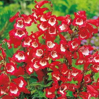 Penstemon Hartwegii - Scarlatto con Bianco - Fascino unico, cespi compatti - Penstemon hartwegii