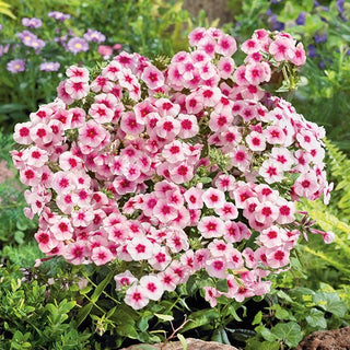 Phlox drummondii - Brilliant - Splendido contrasto in aiuola - Phlox drummondii - Semi Premium