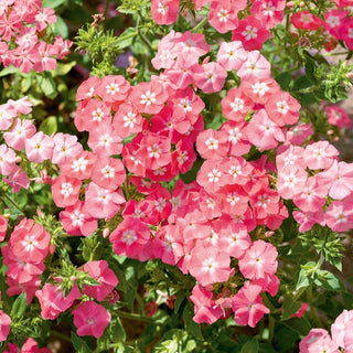 Phlox drummondii - Leopoldii - Salmone con occhio bianco - Phlox drummondii - Semi Premium