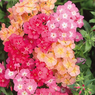 Phlox drummondii - Cecily - Pastello Miscuglio - Fascino pastello del giardino estivo - Phlox drummondii - Semi Premium