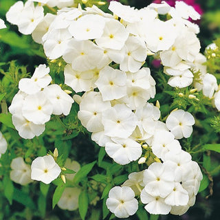 Phlox drummondii - Bianco - Fioritura continua dall’estate all’autunno - Phlox drummondii - Semi Premium