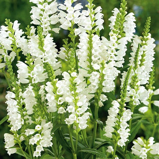Pianta Obbediente - Bianco - Sottilezza e fascino dei giardini naturali - Physostegia virginiana - Semi Premium