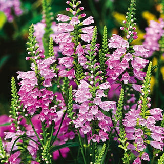 Pianta Obbediente - Rosa - Elegante composizione perenne - Physostegia virginiana - Semi Premium