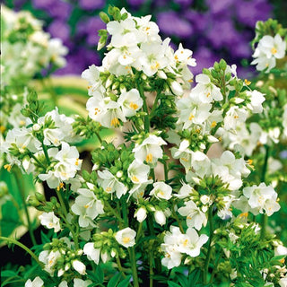 Valeriana Greca - Bianco - Decorazione naturale e romantica per giardini - Polemonium caeruleum - Semi Premium